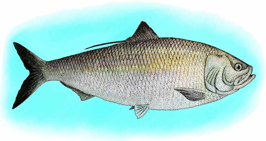 American Shad Photograph by Roger Hall