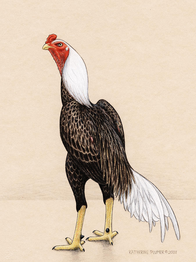 Rooster Drawing - American Shamo by Katherine Plumer