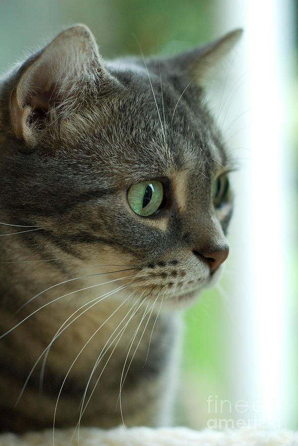 Cat Photograph - American Shorthair Cat Profile by Amy Cicconi