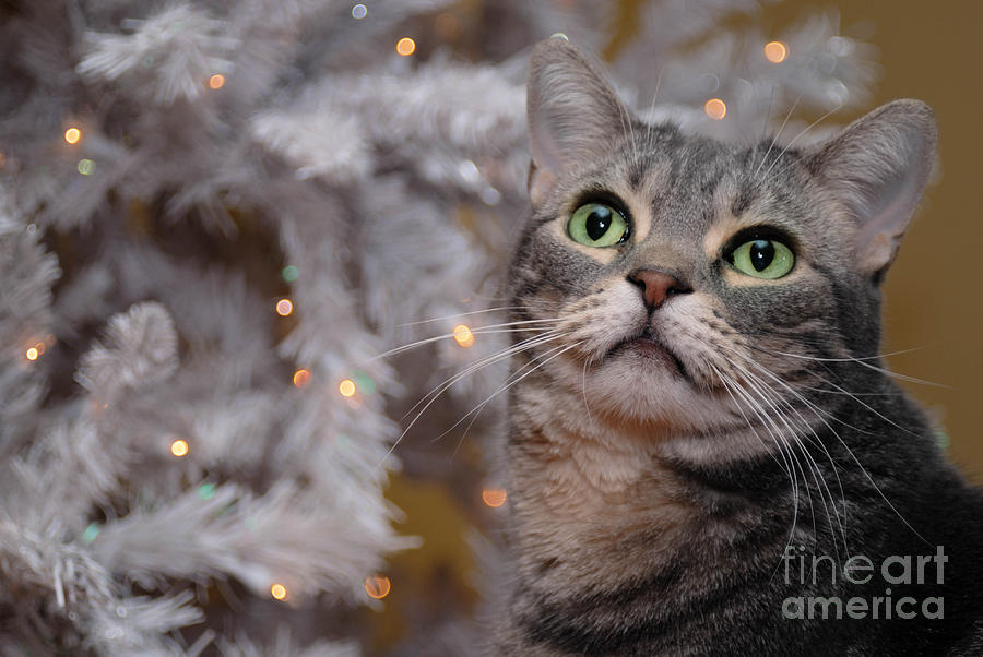 Christmas Photograph - American Shorthair Cat with Holiday Tree by Amy Cicconi