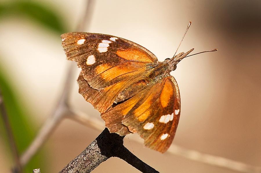 American Snout Butterfly Photograph by Stuart Litoff