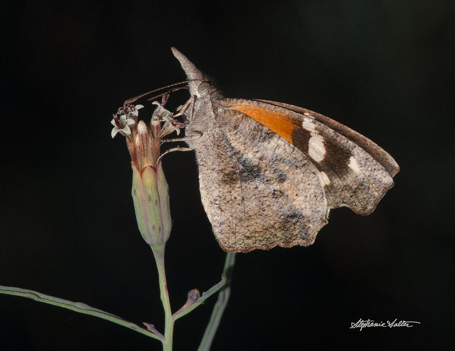 American Snout Butterfly Photograph by Stephanie Salter