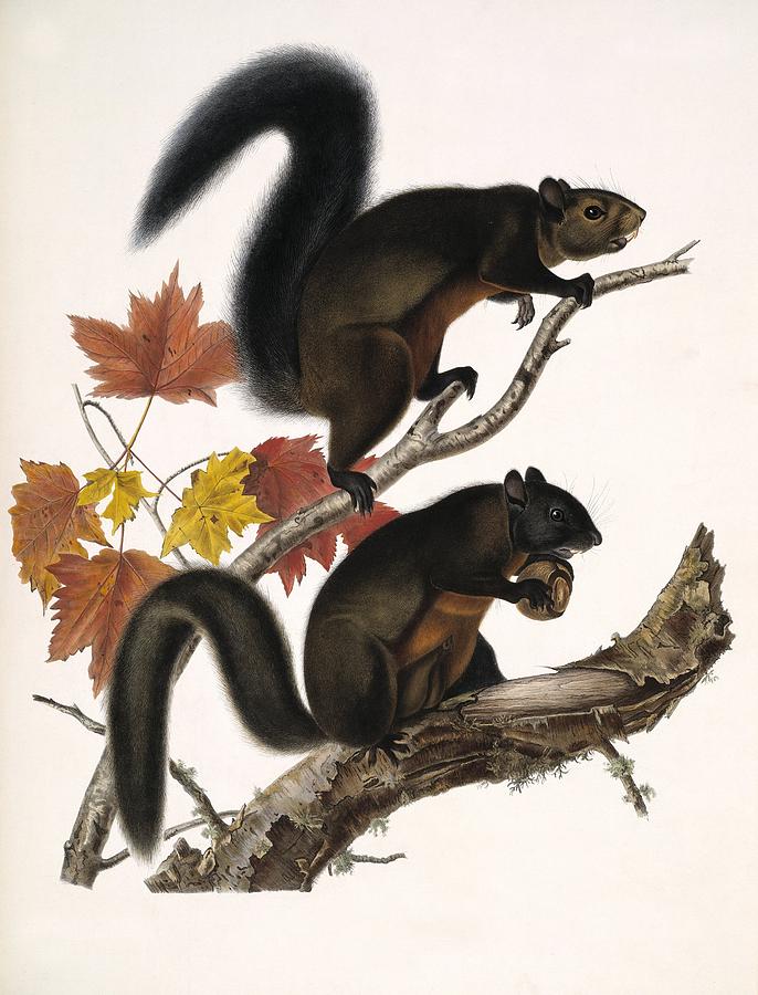 American squirrels, 19th century Photograph by Science Photo Library