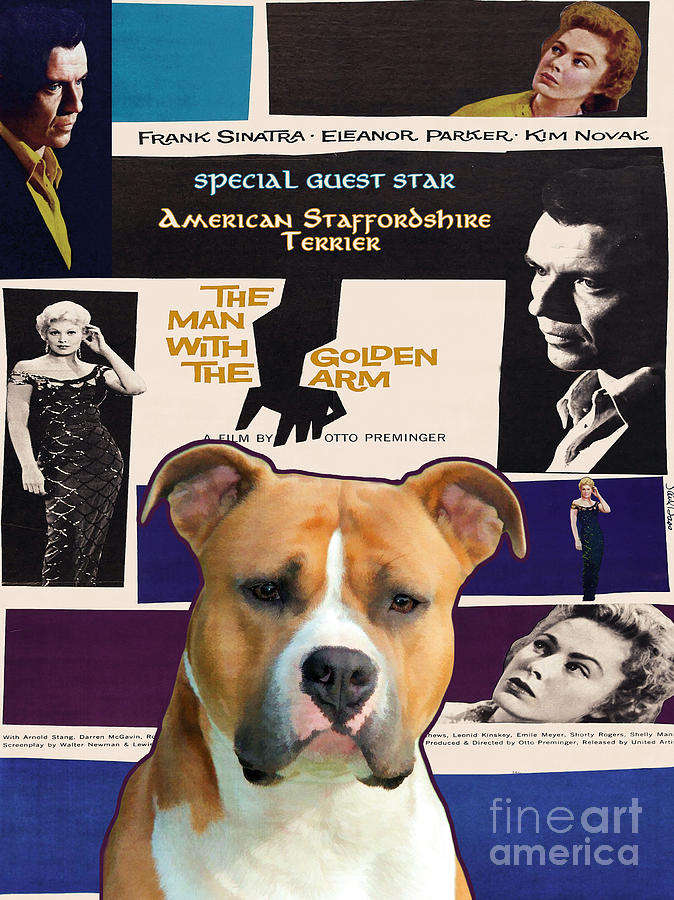 American Staffordshire Terrier Art Canvas Print - The Man with the Golden Arm Movie Poster Painting by Sandra Sij