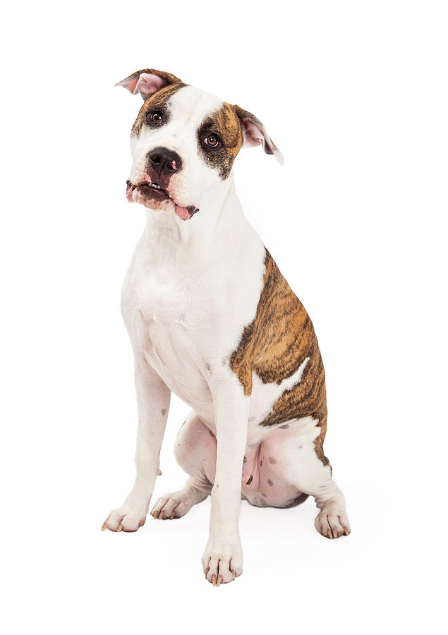 American Staffordshire Terrier Dog Sitting Photograph by