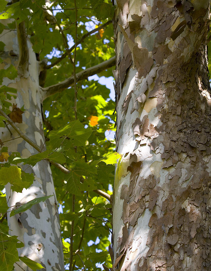 American Sycamore Photograph by Denise Beverly