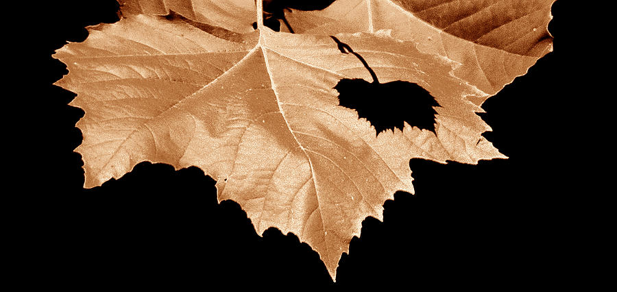 American Sycamore Leaf and Leaf Shadow Photograph by A Macarthur Gurmankin