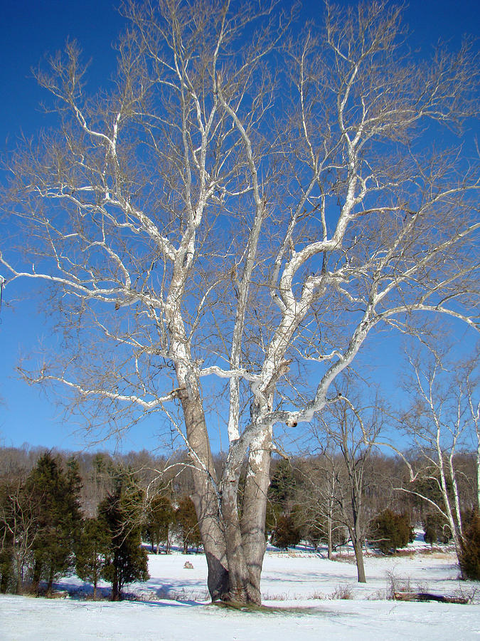 American Sycamore Platanus Occidentalis Photograph By Carol Senske