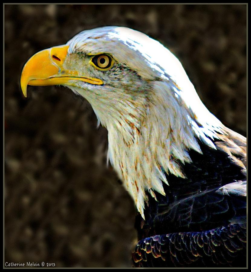 American Eagle Photograph - American Symbol by Catherine Melvin