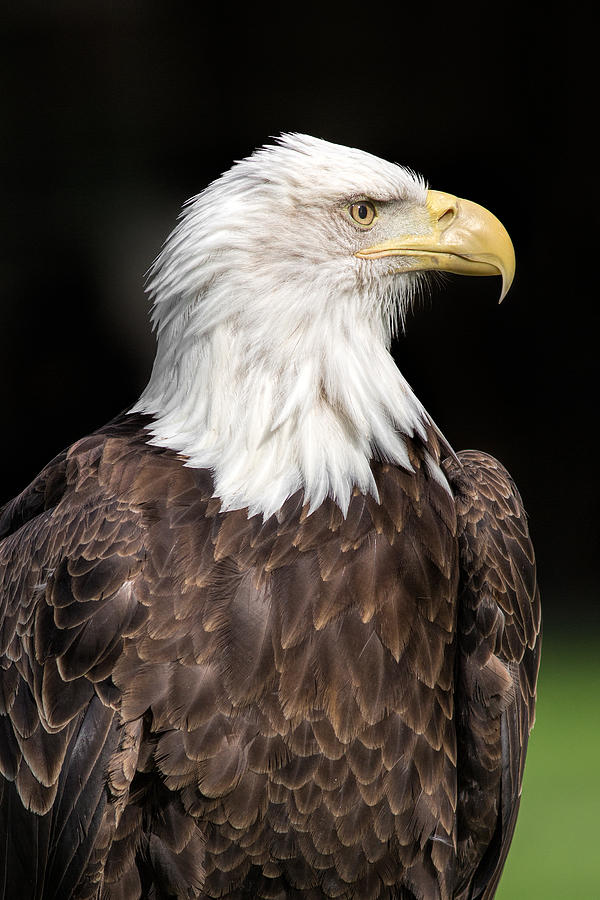 American Symbol Photograph by Dale Kincaid