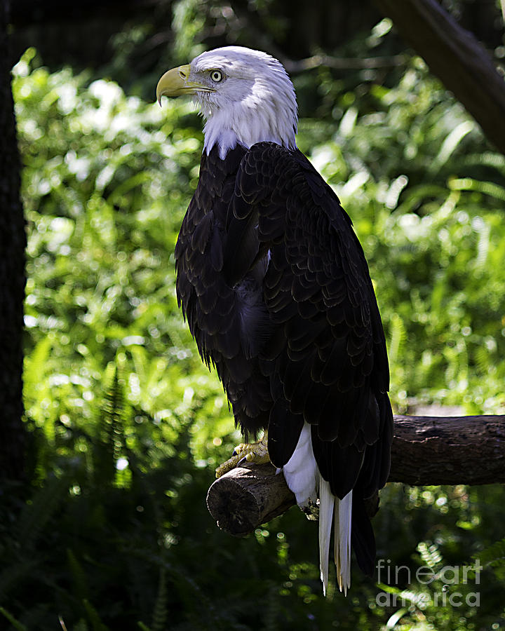 American Symbol two Photograph by Ken Frischkorn
