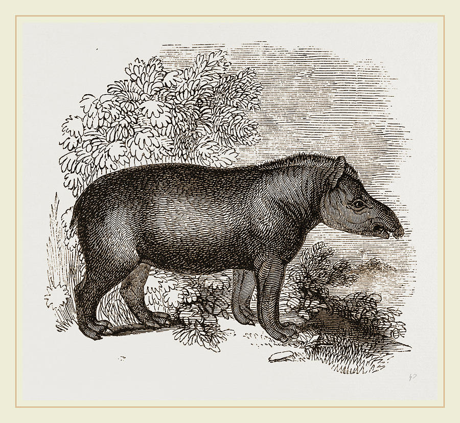 American Tapir Drawing by Litz Collection