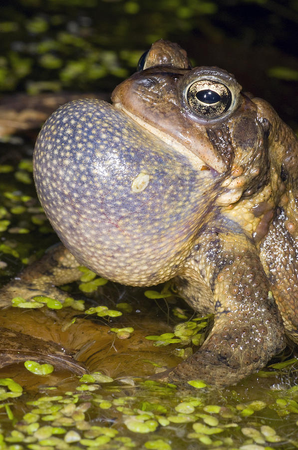 American Toad Calling Huron Meadows Photograph by Steve Gettle