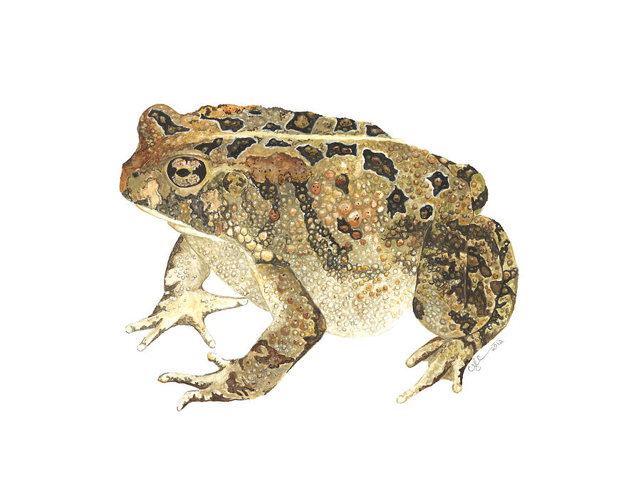 American Toad Painting by Cindy Hitchcock