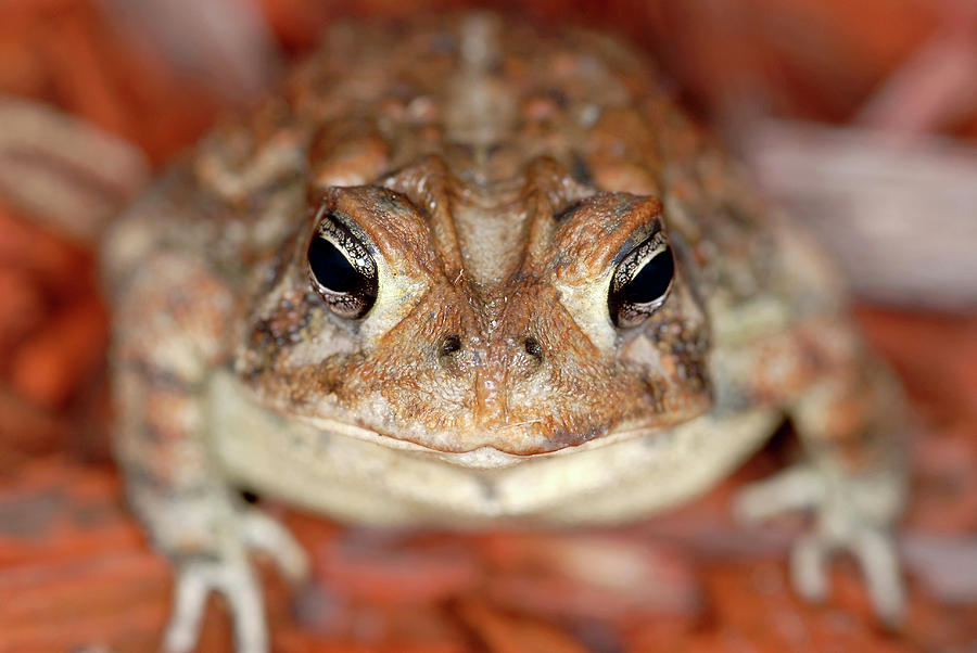 American Toad Photograph by Clay Coleman/science Photo Library