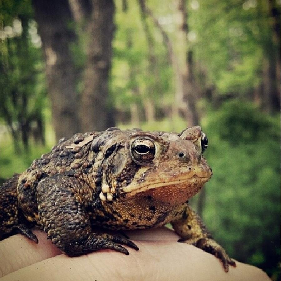 American Toad Photograph by Jenny Moran