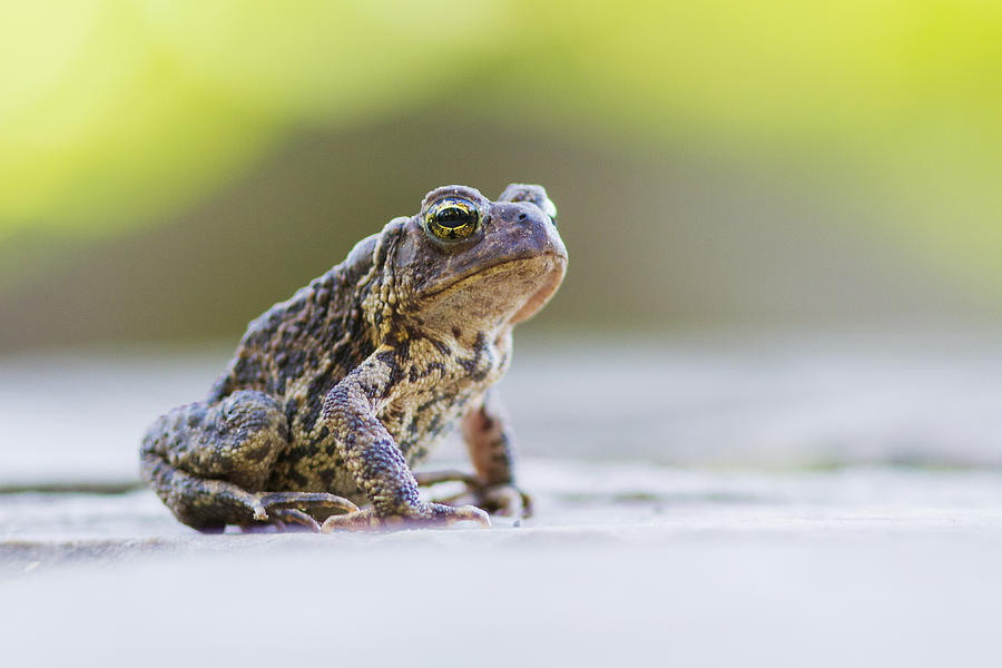 American toad Photograph by Mircea Costina Photography