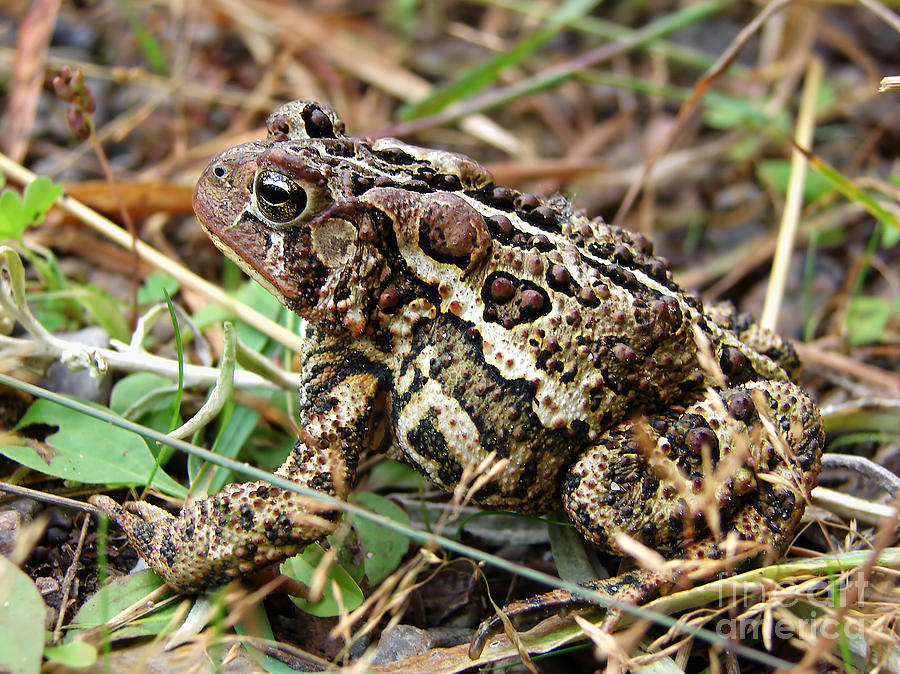 American toad side Photograph by Sylvie Bouchard - Fine Art America