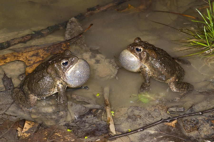 American Toads Calling Huron Meadows Photograph by Steve Gettle