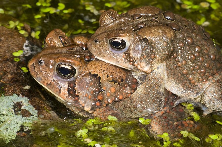 American Toads In Amplexus Michigan Photograph by Steve Gettle