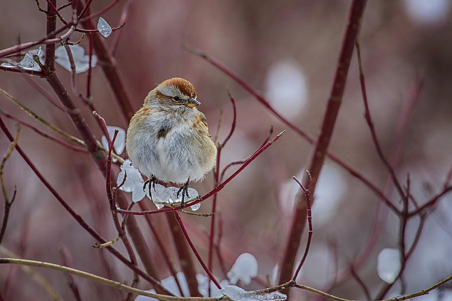 American Tree Sparrow 2 Photograph by Gary Hall