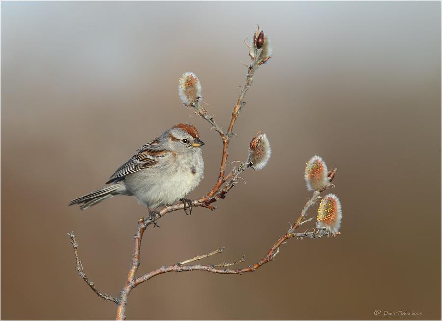 Sparrow Photograph - American Tree Sparrow by Daniel Behm