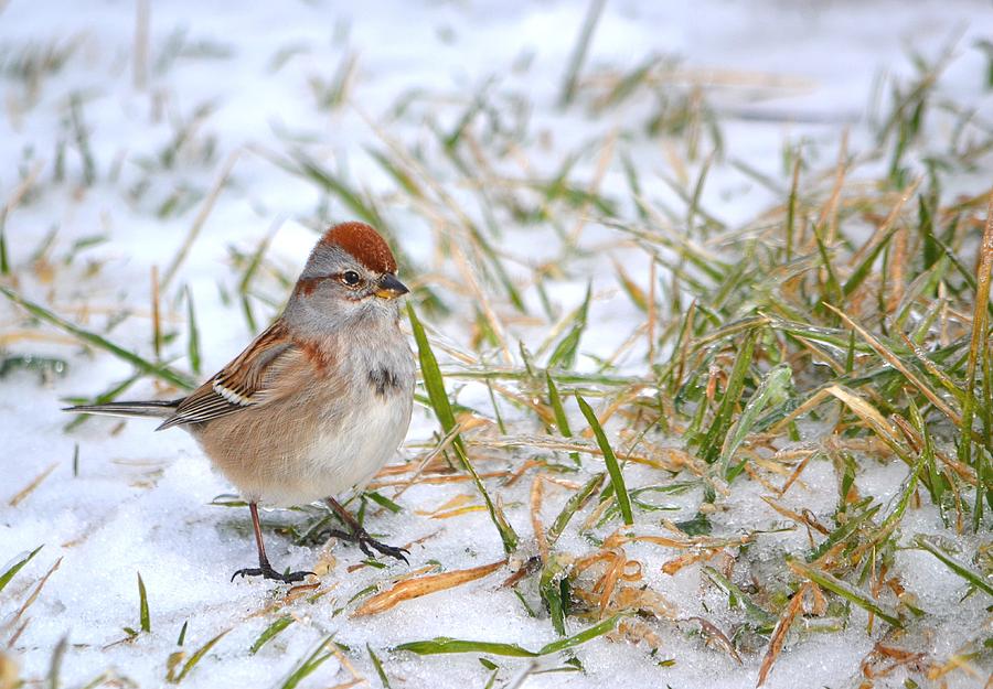 Up Movie Photograph - American Tree Sparrow by Deena Stoddard