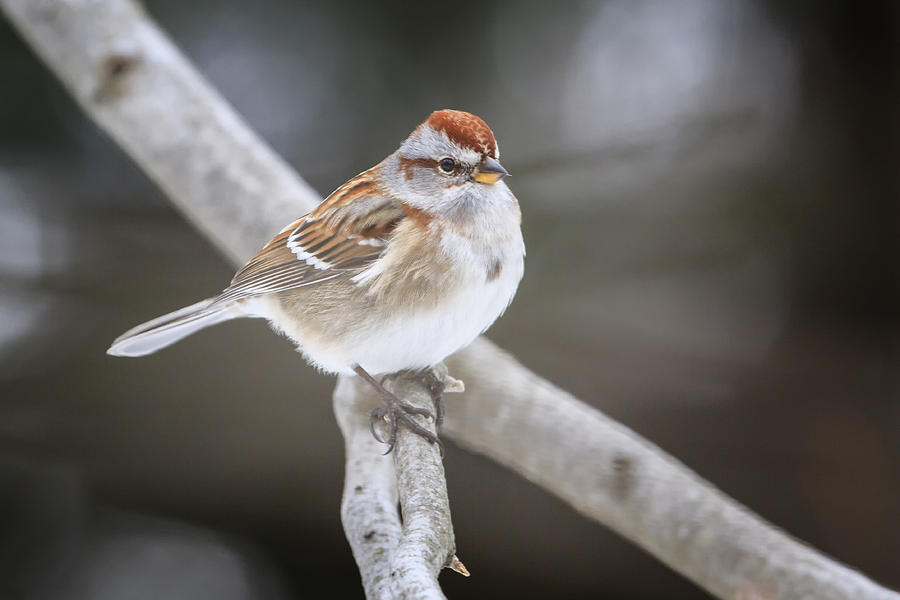 American Tree Sparrow Photograph by Gary Hall