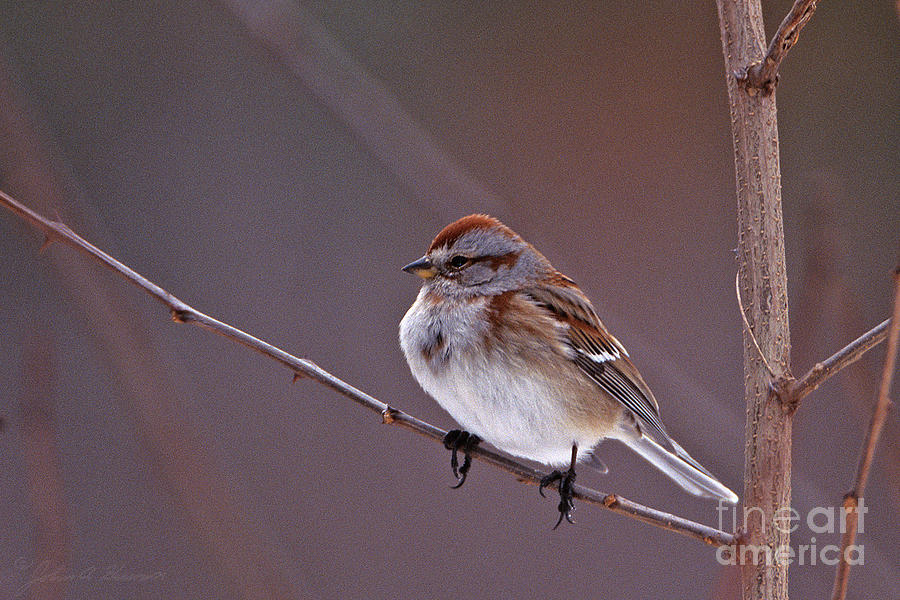 American Tree Sparrow in a Winter Setting Photograph by John Harmon