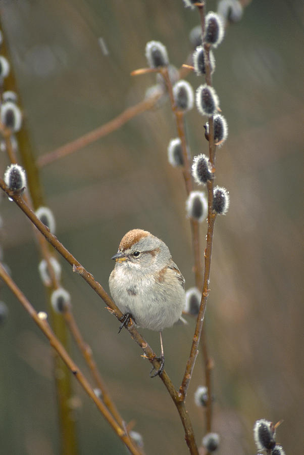 American Tree Sparrow In Pussy Willow Photograph by Michael Quinton