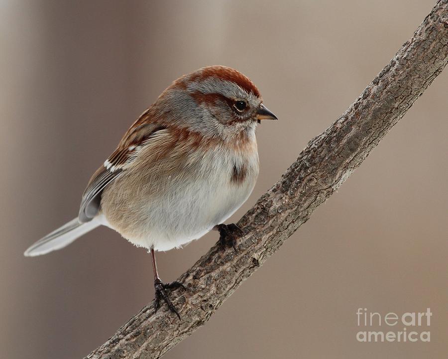 American Tree Sparrow Photograph by Jack R Brock