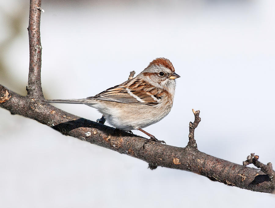 American Tree Sparrow Photograph by Jim Zablotny