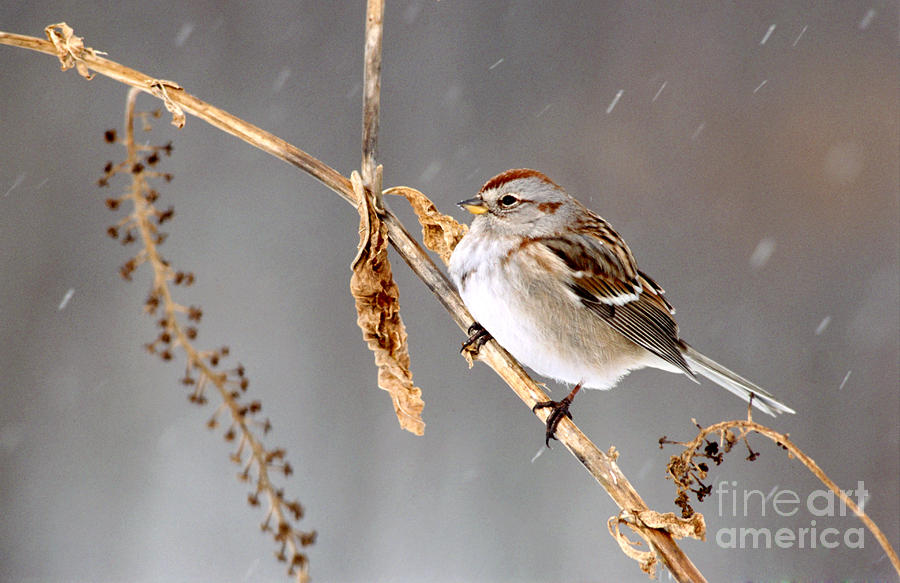 American Tree Sparrow Photograph by Larry West