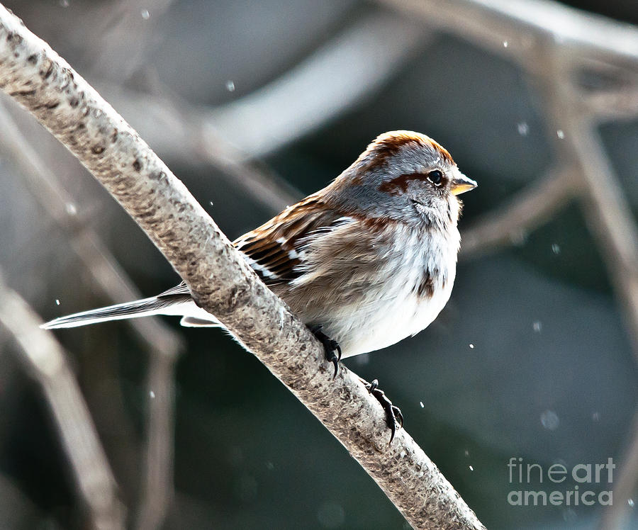 American Tree Sparrow Profile Photograph by Cheryl Baxter
