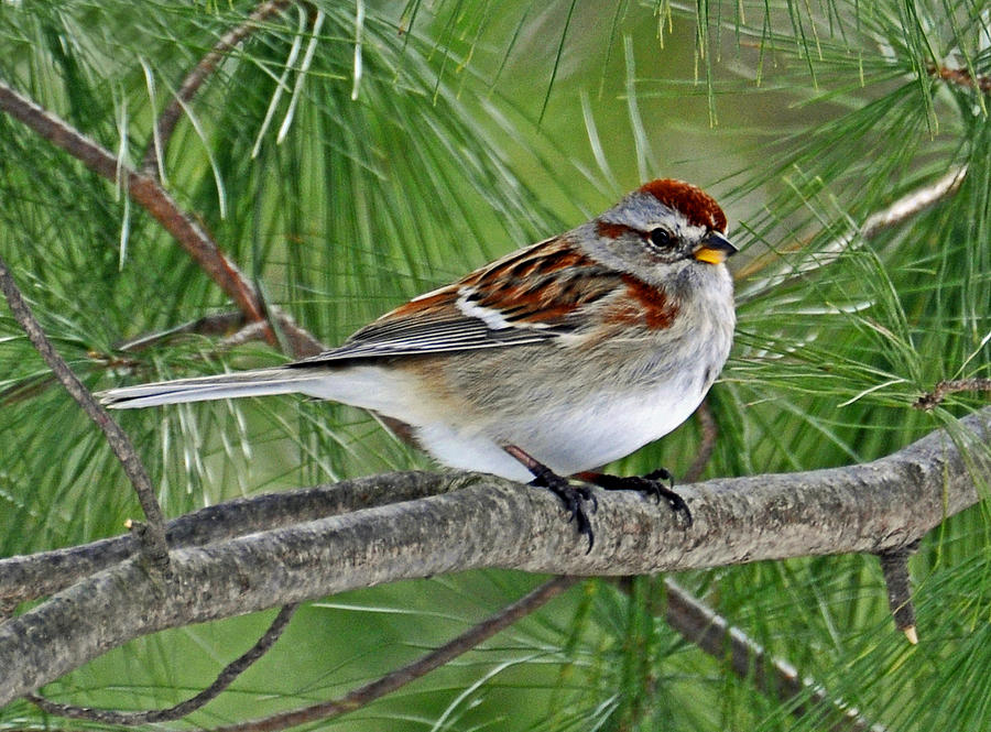 American Tree Sparrow Photograph by Rodney Campbell