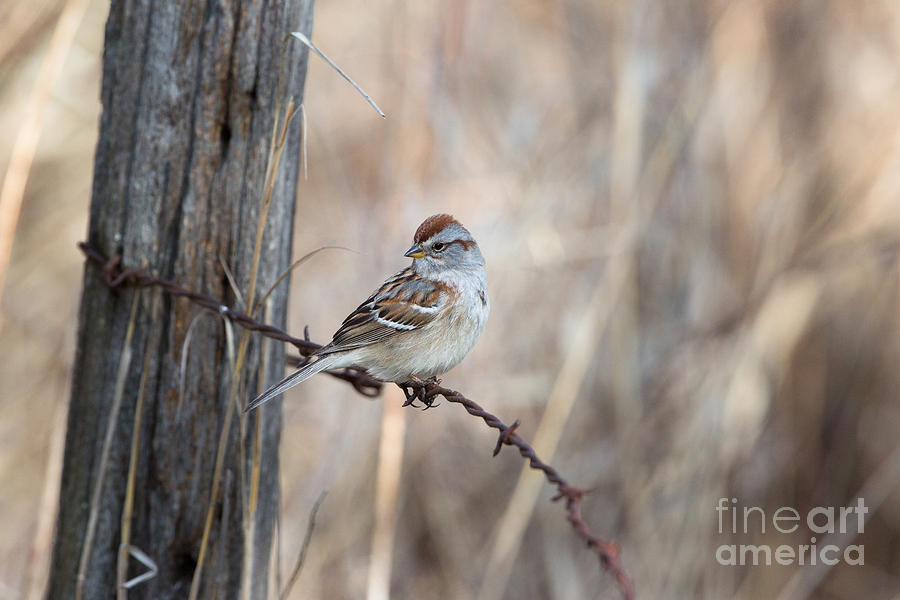 American Tree Sparrow Spizella Arborea Photograph by Linda Freshwaters Arndt