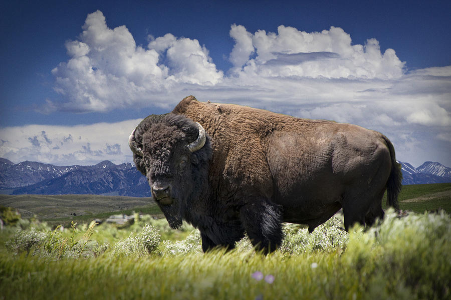American Western Buffalo Photograph by Randall Nyhof