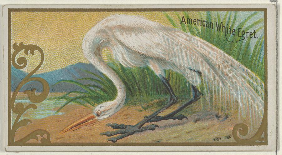 Harris Drawing - American White Egret, From The Game by Issued by Allen & Ginter