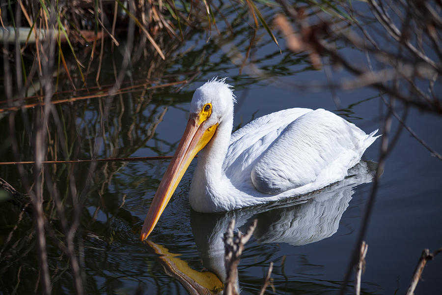 American White Feathered Pelican Bird on Lake Nature Fine Photography Print  Photograph by Jerry Cowart
