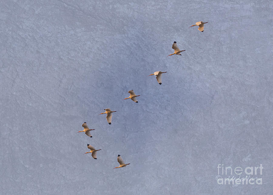 American White Ibis flock homeward bound Photograph by D Wallace