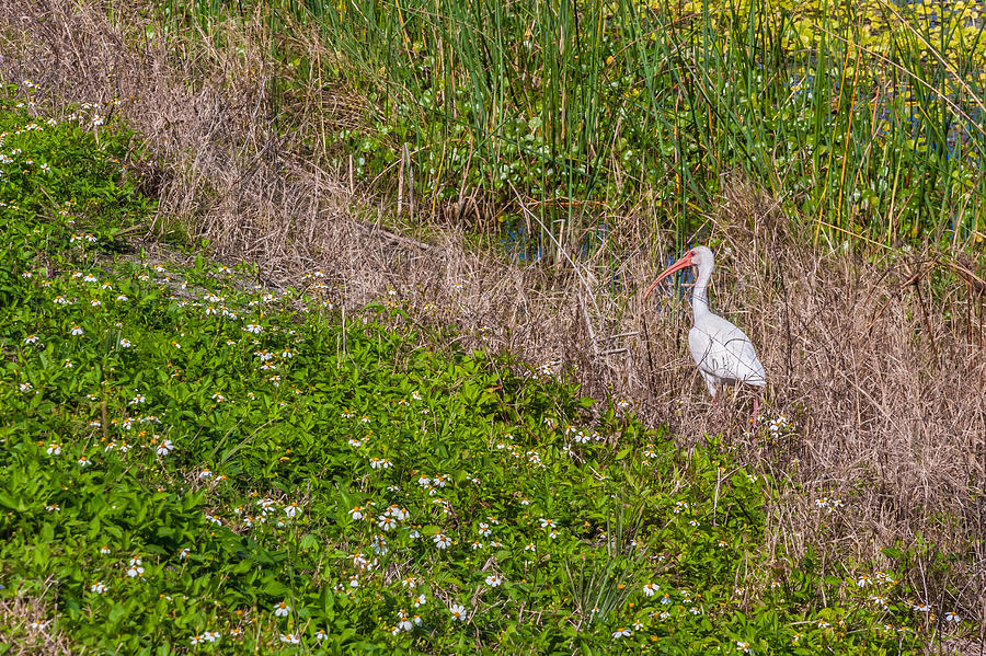 American White Ibis in Marshes Photograph by Karen Stephenson