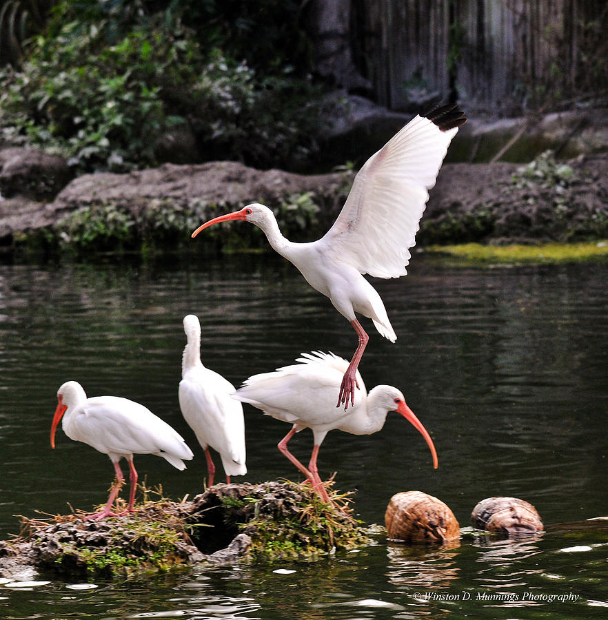 American White Ibis Photograph by Winston D Munnings