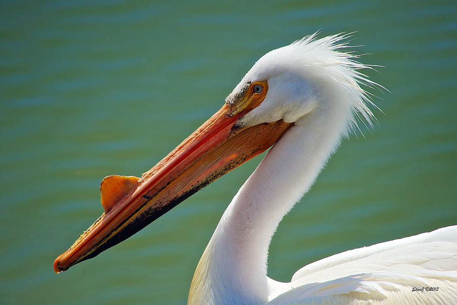 American White Pelican at Cherry Creek Photograph by Stephen Johnson