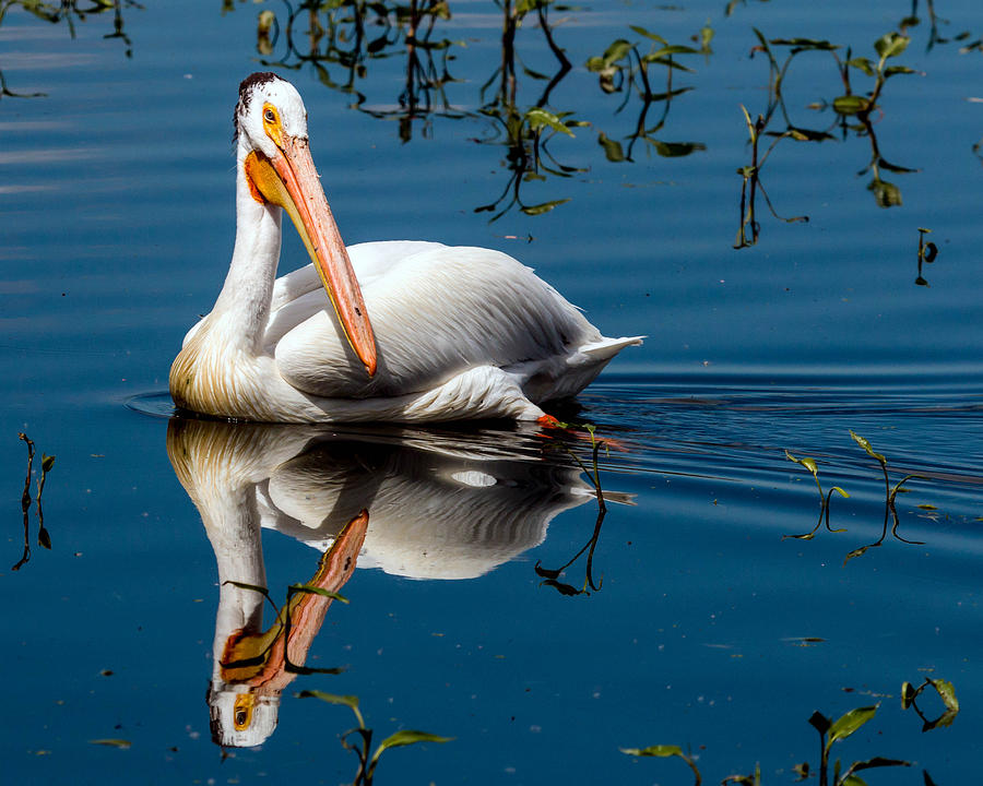 American White Pelican Photograph by Dawn Key