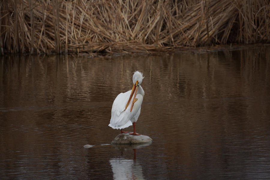 American White Pelican Photograph by Ernest Echols