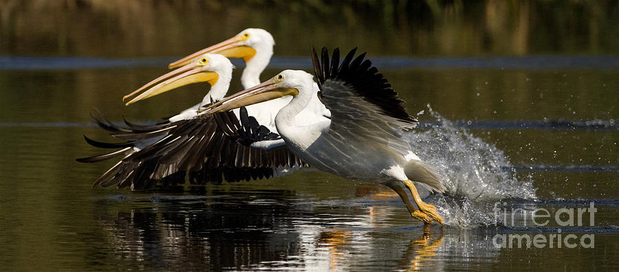 Pelican Photograph - American White Pelican by Fitzroy Barrett