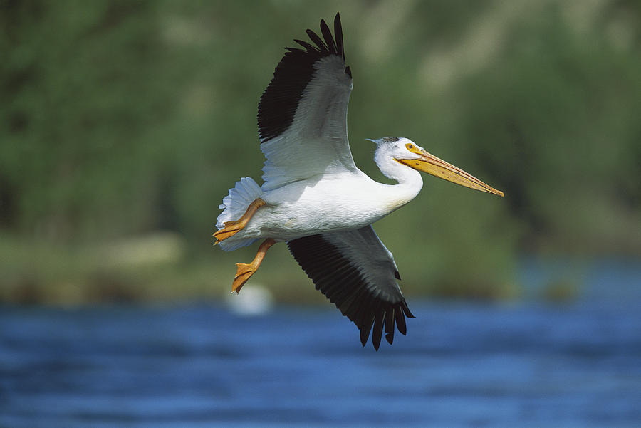 American White Pelican Flying Photograph by Tom Vezo