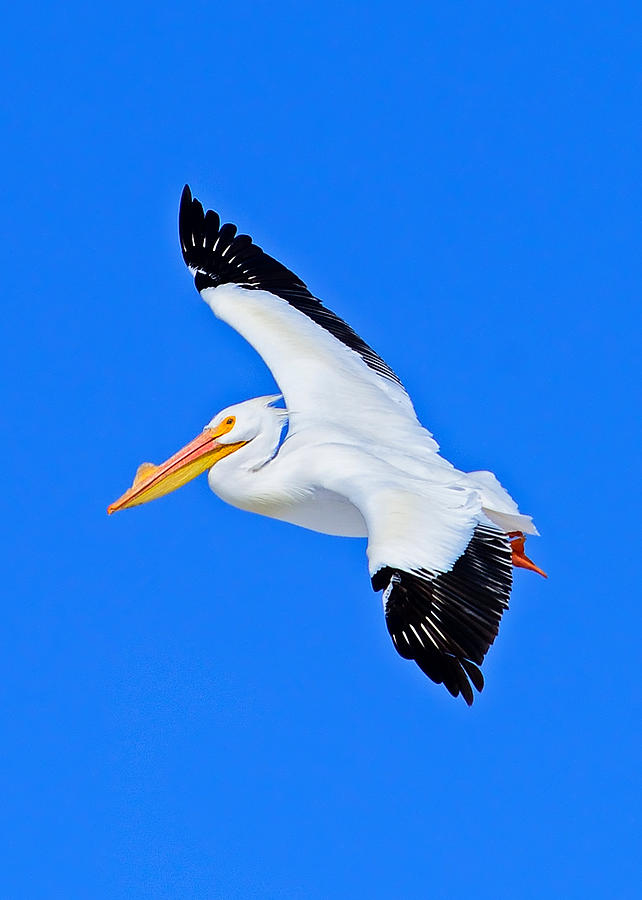 American White Pelican Greeting Card Photograph by Greg Norrell