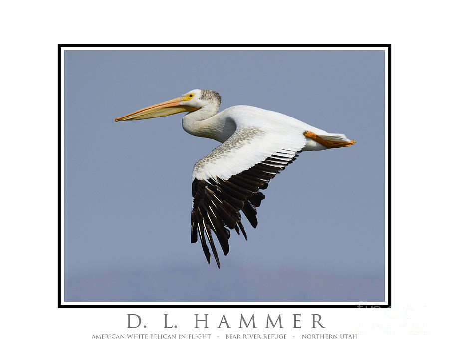 American White Pelican in Flight Photograph by Dennis Hammer