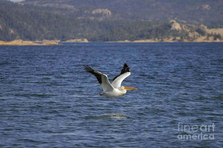 American White Pelican in Flight Photograph by Lincoln Rogers